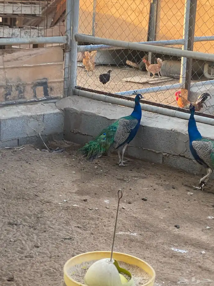 ذكر طاووس 3