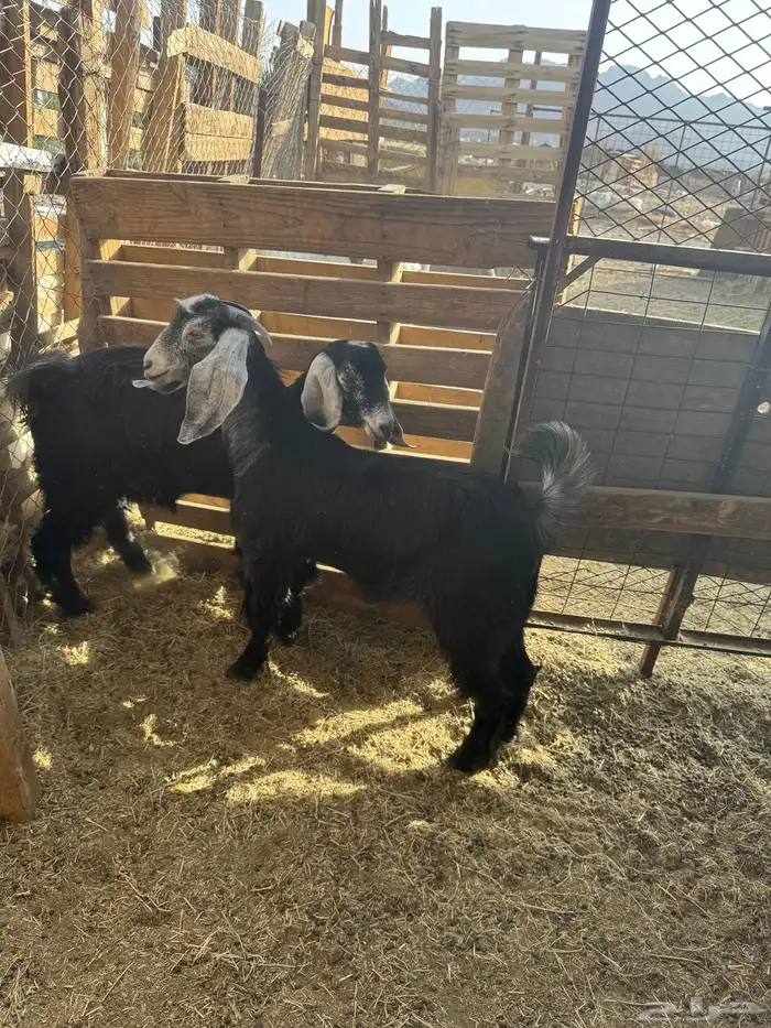 ذبايح للبيع مع السلخ والتوصيل حري ذبائح مناسبات عقيقه ثلاجه 13