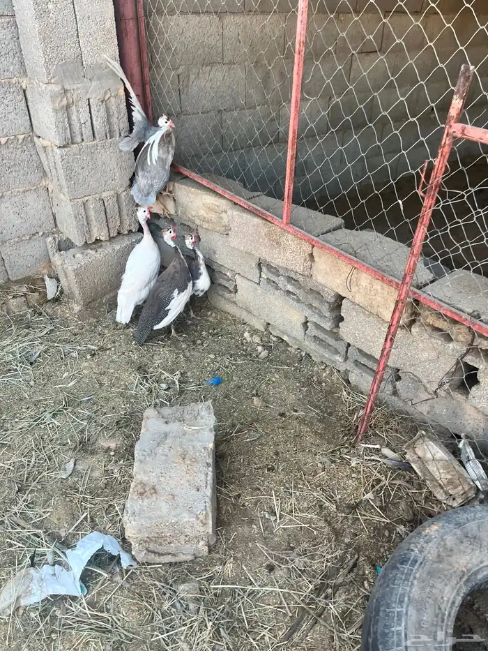 دجاج طقم حبشي تم البيع 2