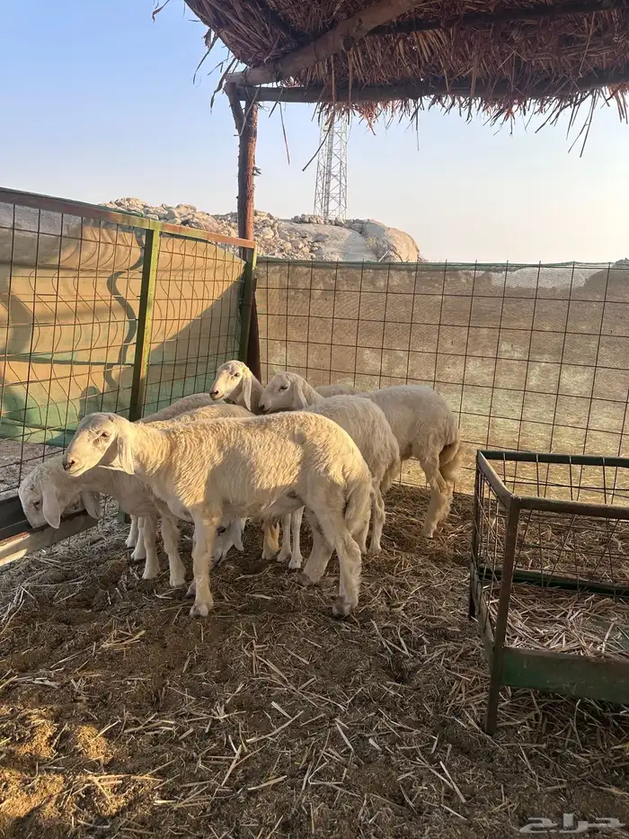 طليان حرية 5 اشهر 0