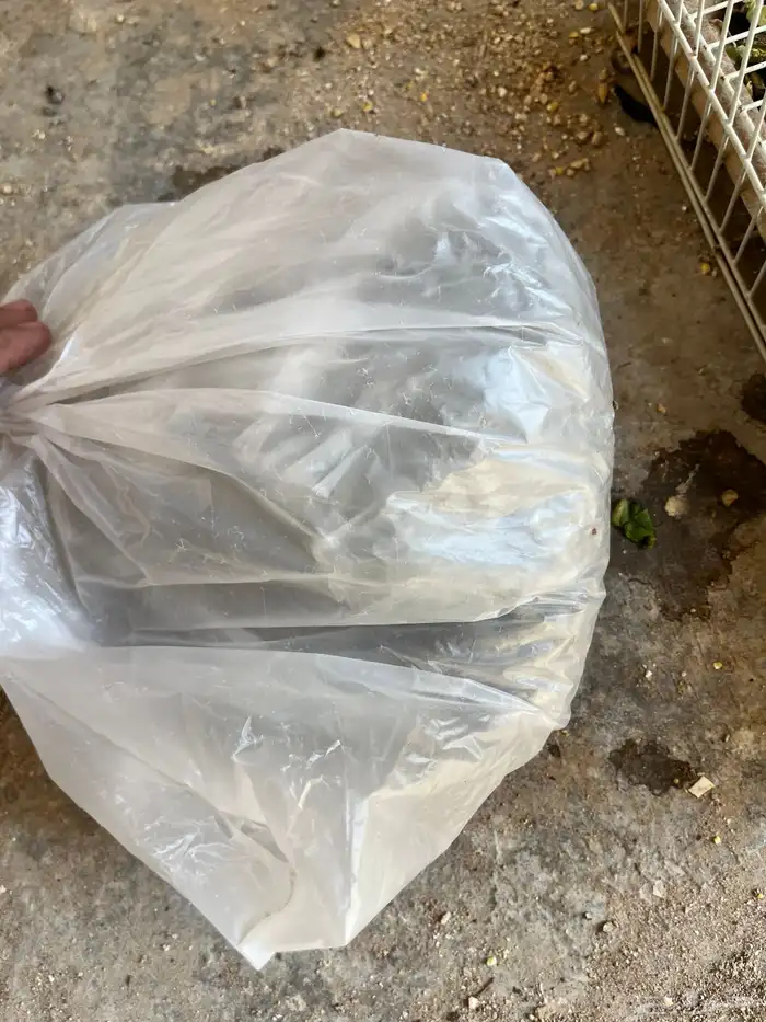 ارنب ذكر للبيع 1