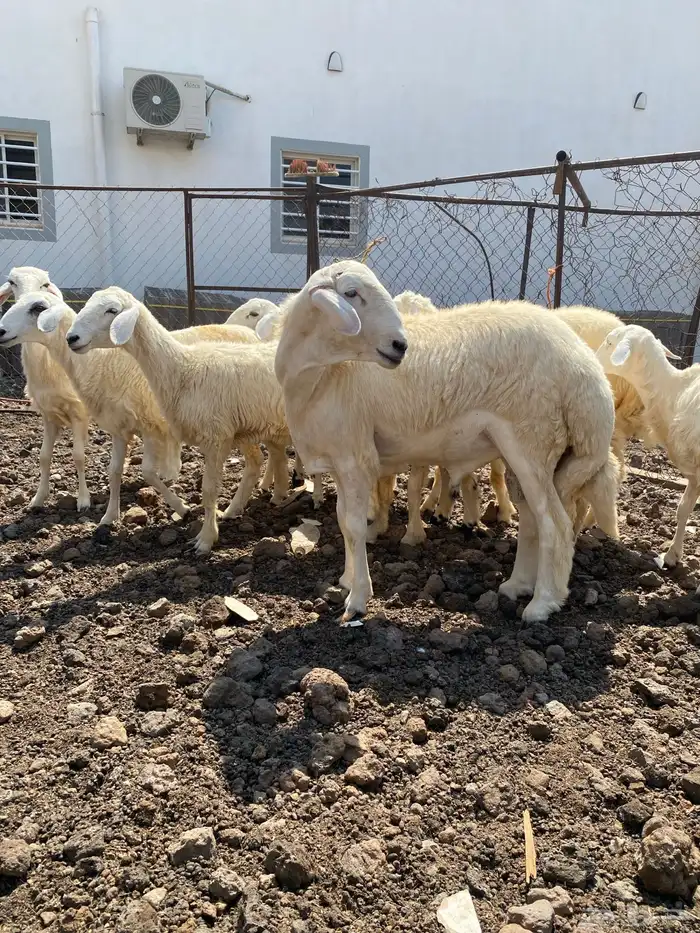 محايل عسير مشروع فحل حري 1