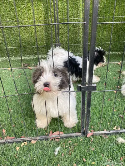 كلاب شيتوز صغار index