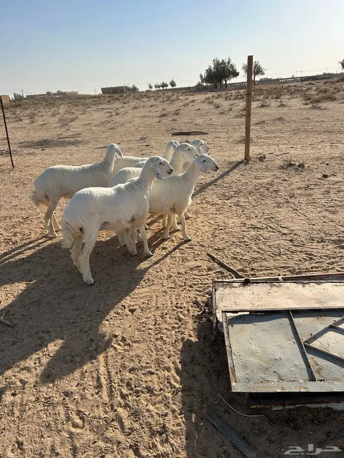 رخال صنف تم البيع 3