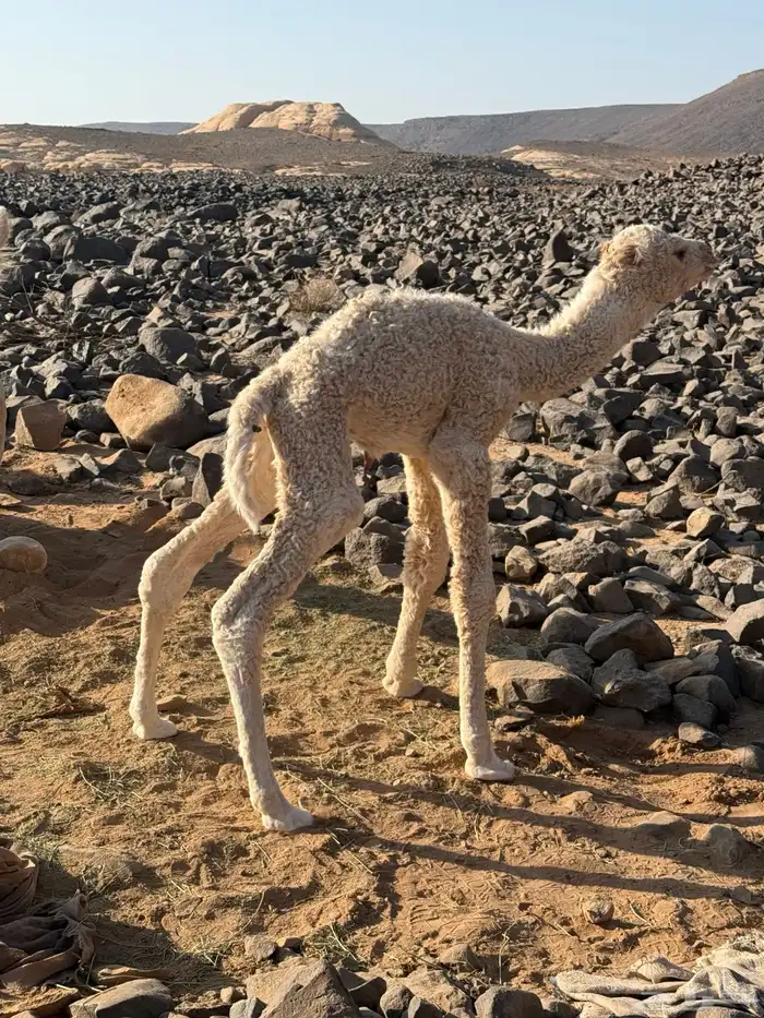 حوار للبيع 0