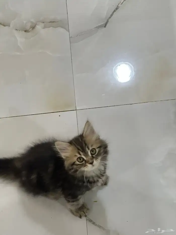 كتن شيرازي للتبني 2