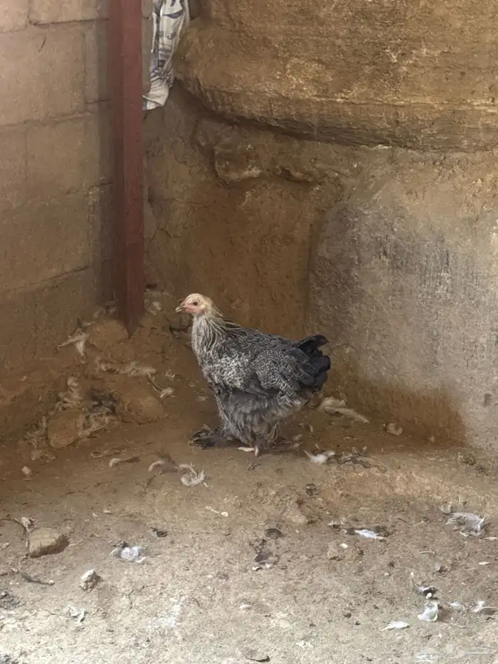 دجاج براهما كولمبي 3