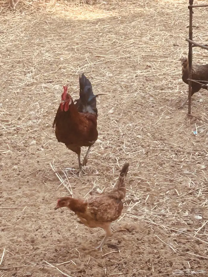 ديوك بلدي للبيع 2