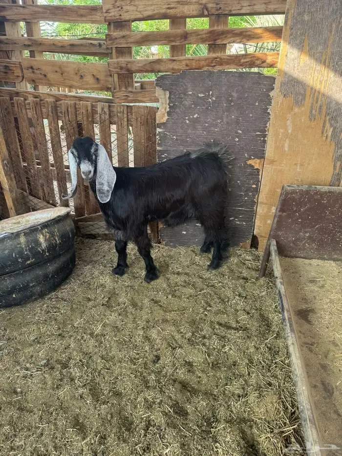 ذبايح للبيع مع السلخ والتوصيل حري ذبائح مناسبات عقيقه ثلاجه 11