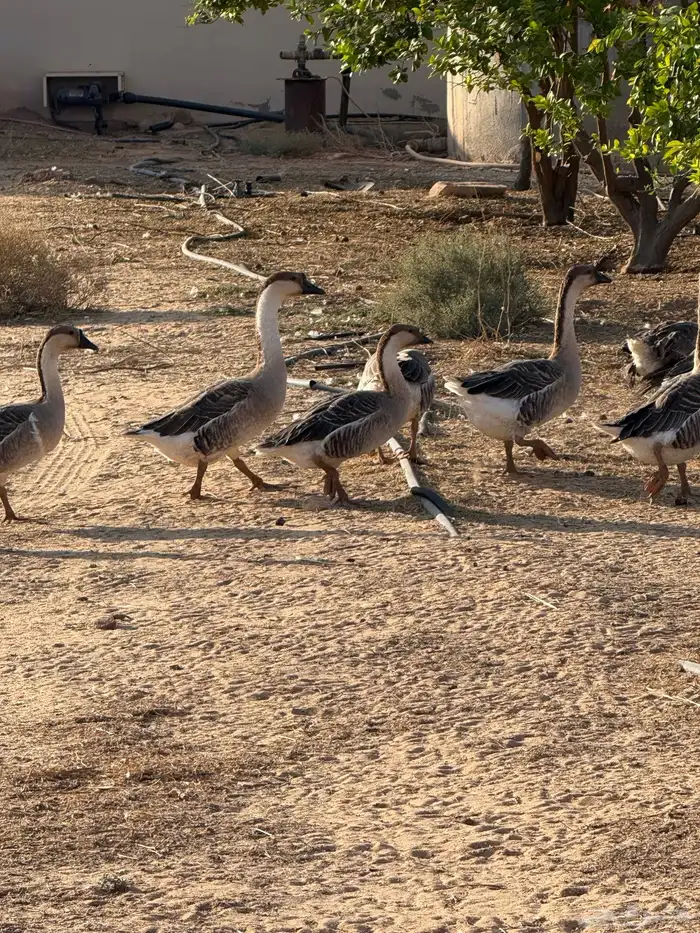 وز عراقي (توصيل مجاني داخل البكيريه) 21