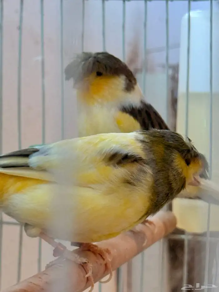 جوز جلوستر فاخر 0