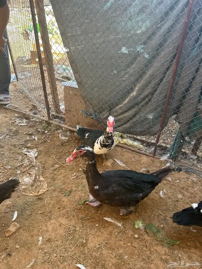 ذكور بح العدد 5 للبيع 0