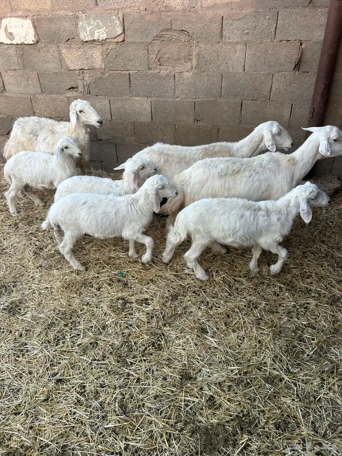 خلفات حريات 1