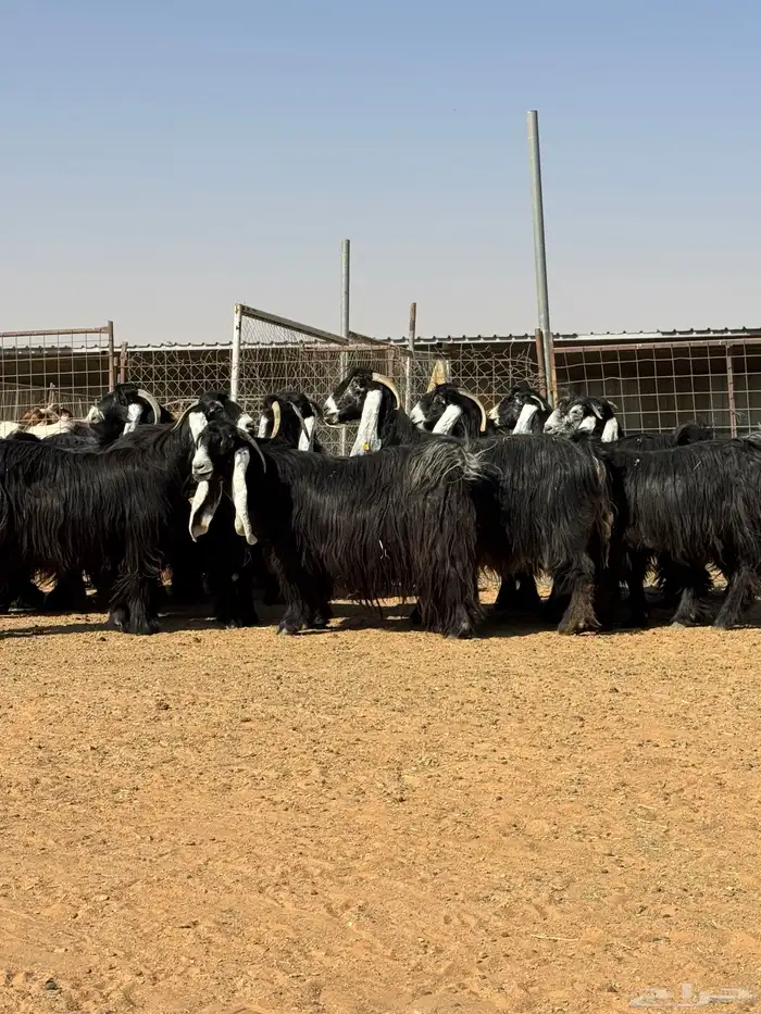 ماعز عوارض صنف الصنف تبارك الرحمن 5