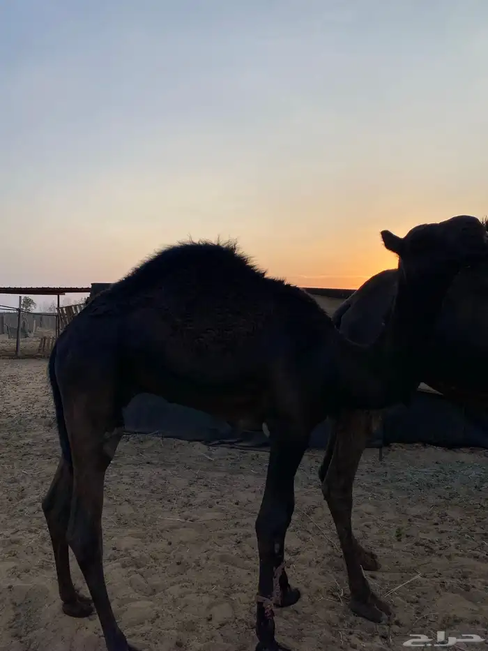 قعود مفرود يصلح فحل 1