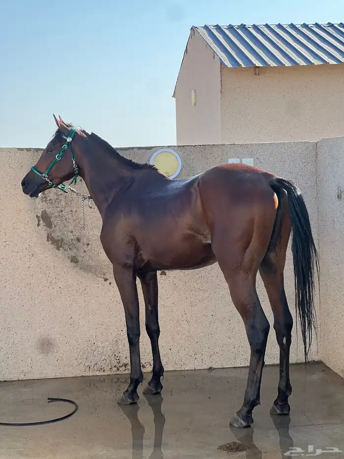 حصان للبيع 0