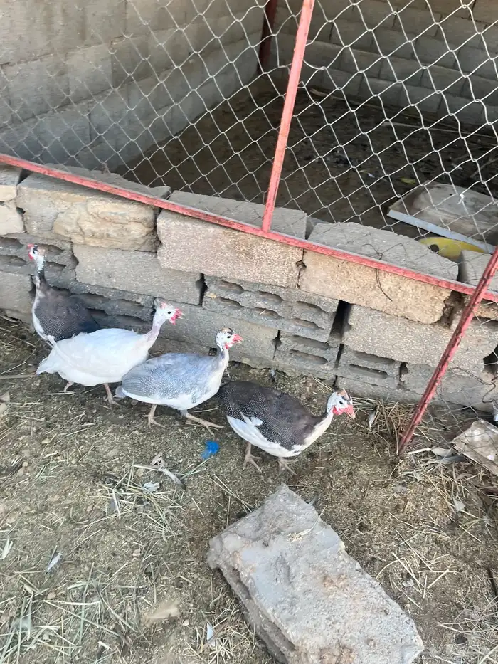 دجاج طقم حبشي تم البيع 6