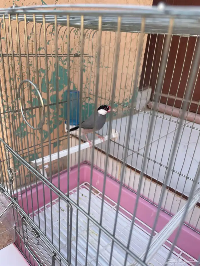 طير الجاوا فينش 1