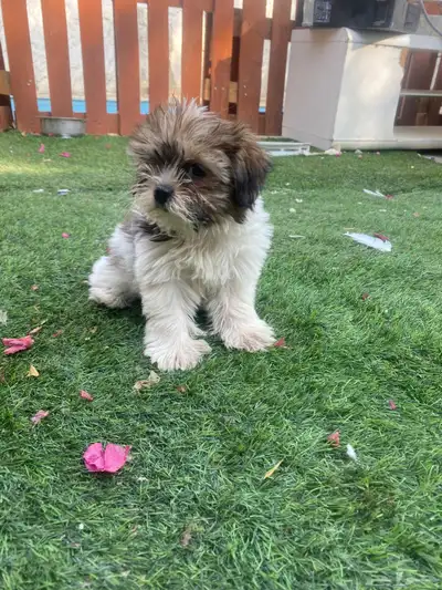 كلاب شيتوز صغار index