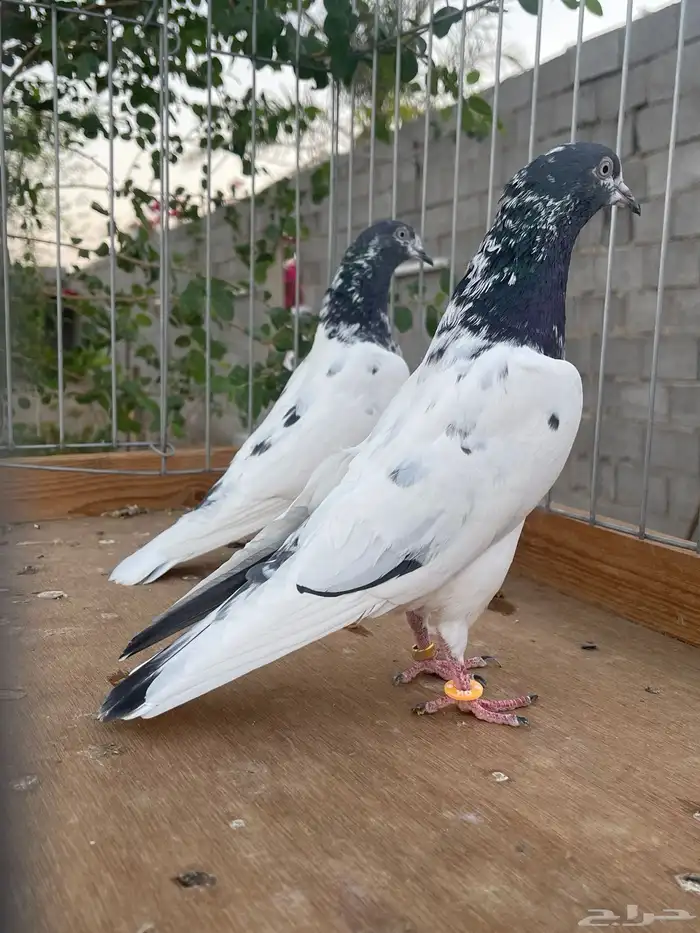 زوج تيدي سأس 8