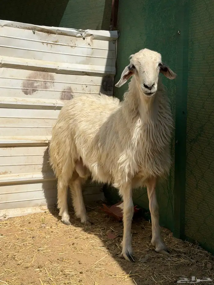 خروف بلدي اصفر 1