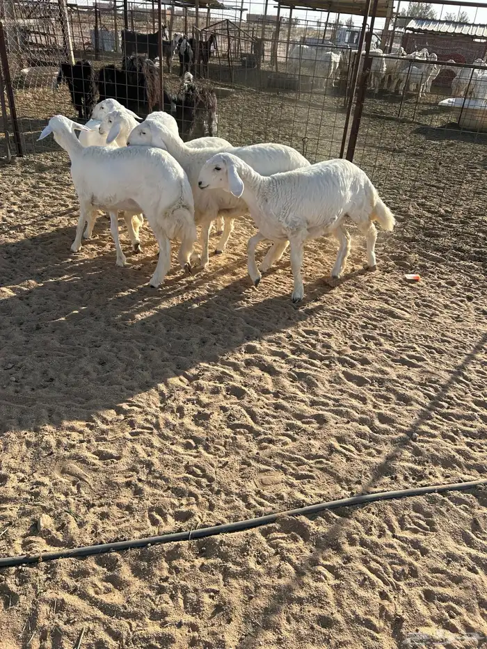 رخال صنف تم البيع 2