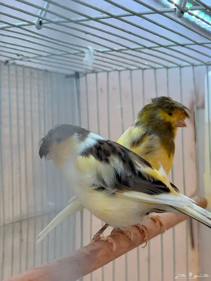 جوز جلوستر فاخر 9