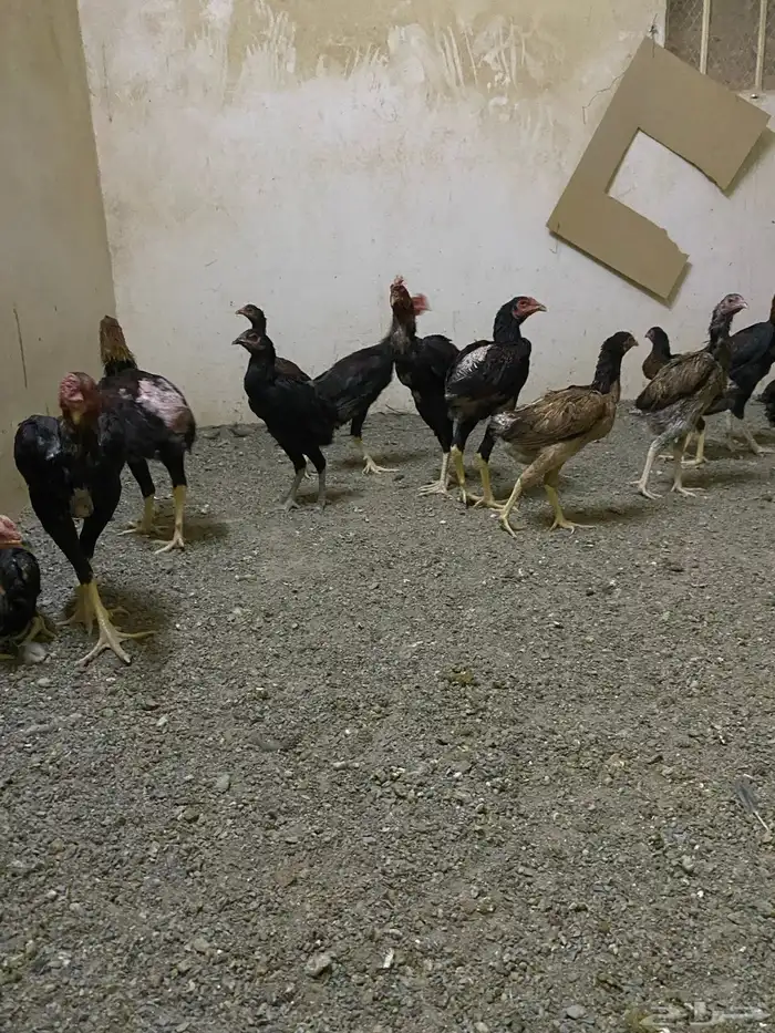 صوص باكستاني 6