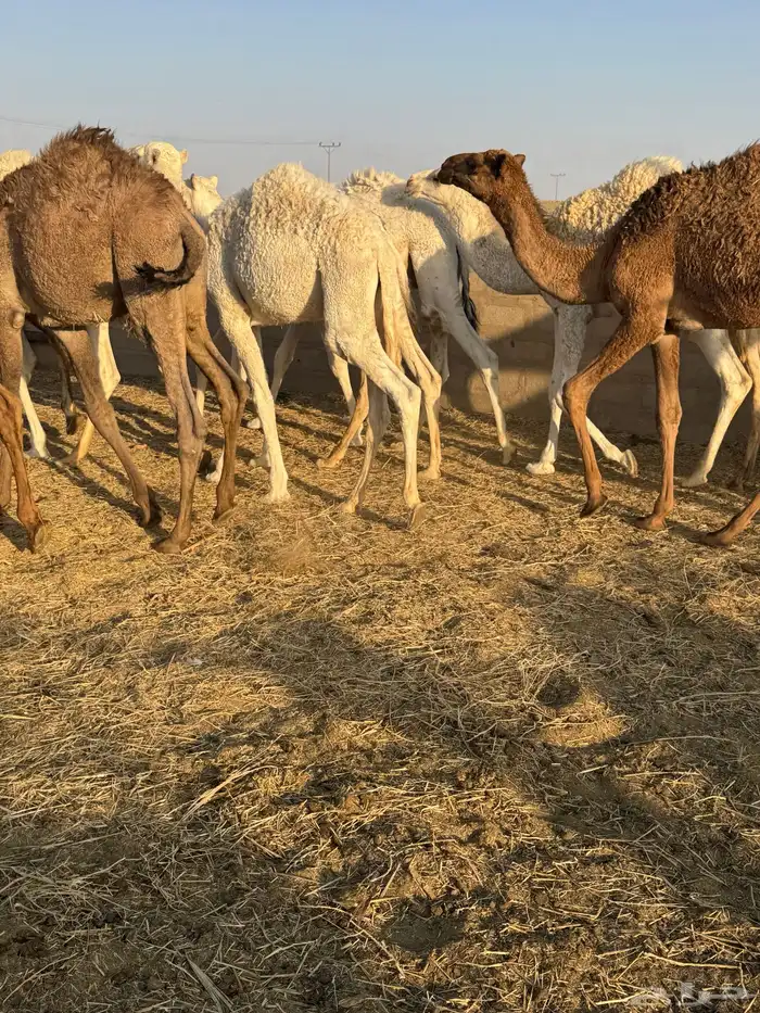 حشو طيه وفاخرة للبيع 0