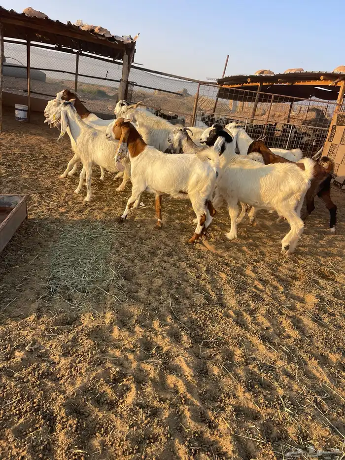 معزا مشاريك 1
