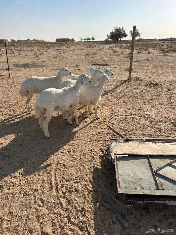 رخال صنف تم البيع 4