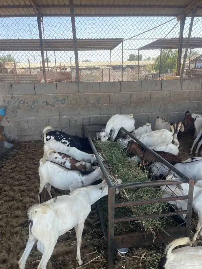 تيوس مرابي شهرين 1