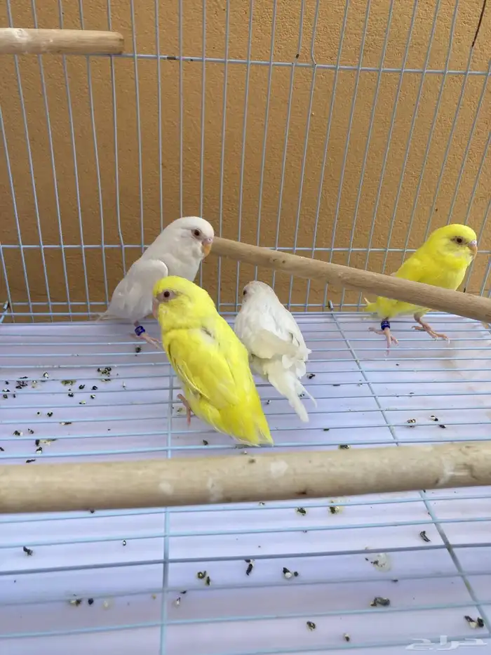 فروخ بادجي عيون حمر 0