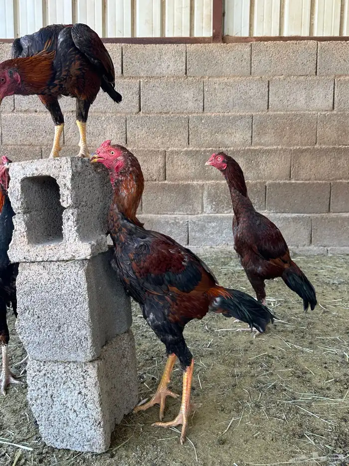 4 ديوك باكستاني سندي 11