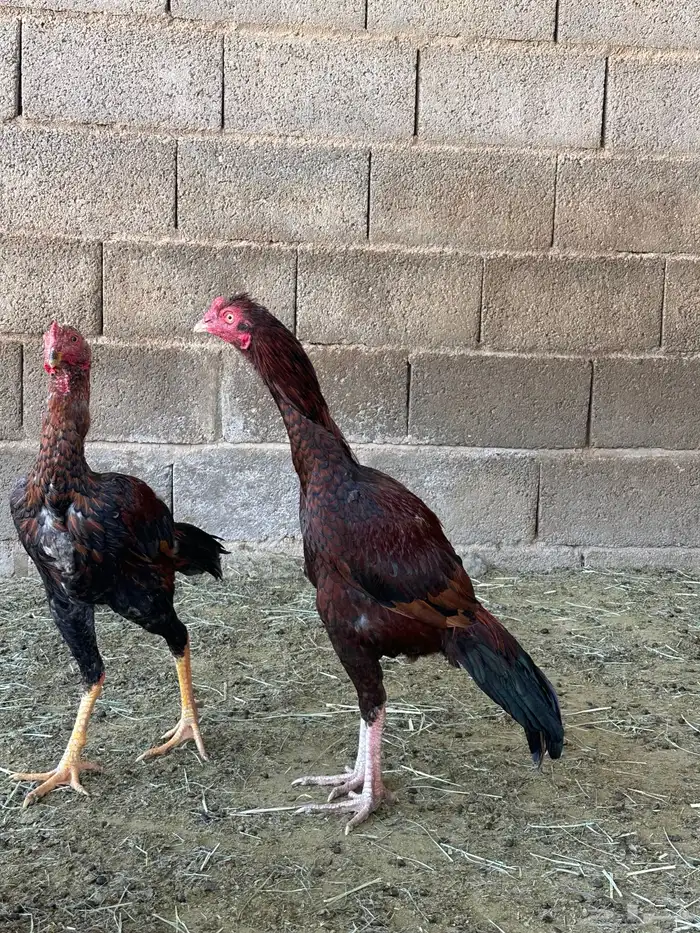 4 ديوك باكستاني سندي 10