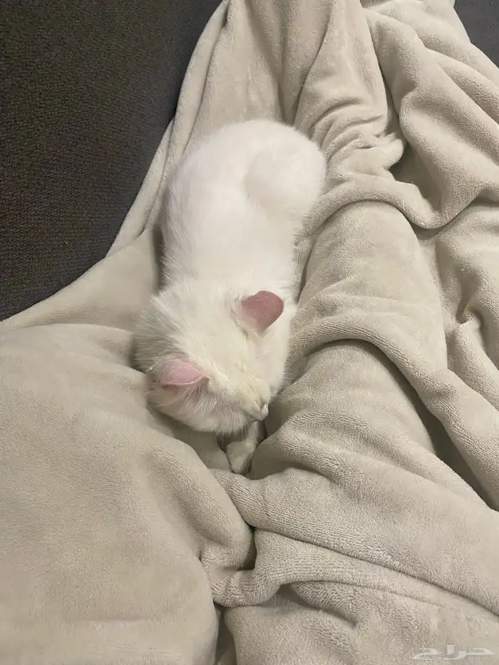 قطتين اناث سليمتين من الامراض للتبني في ابها او ماجاورها 4