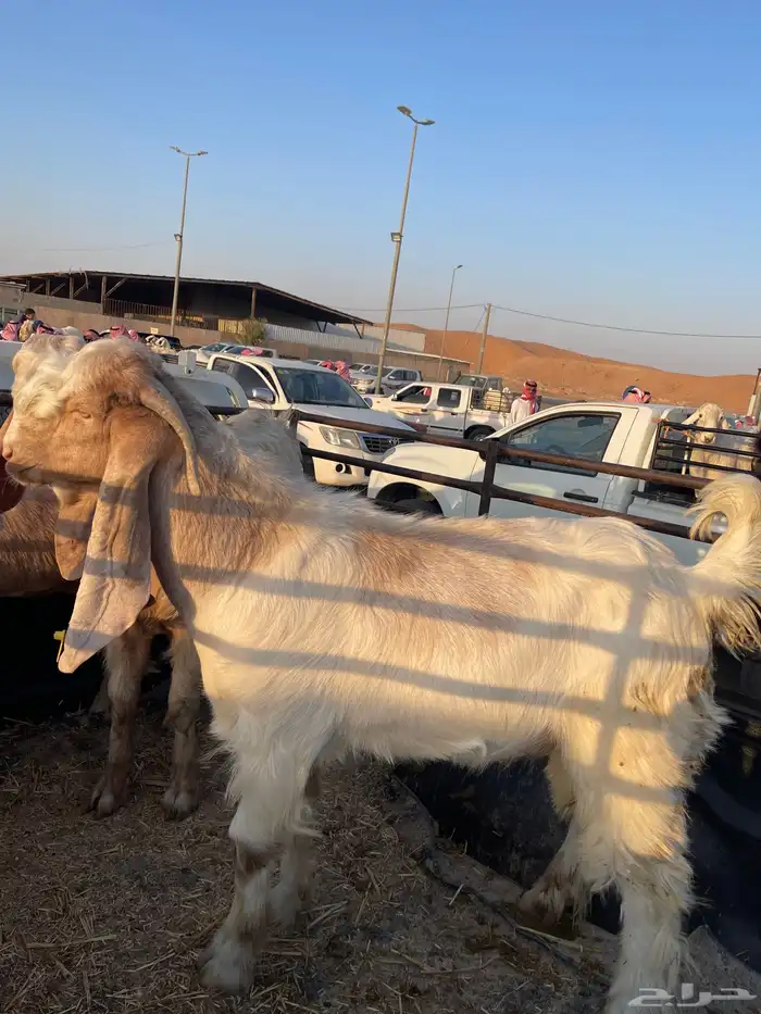 تيوس الاعمار 6 شهور نص 1