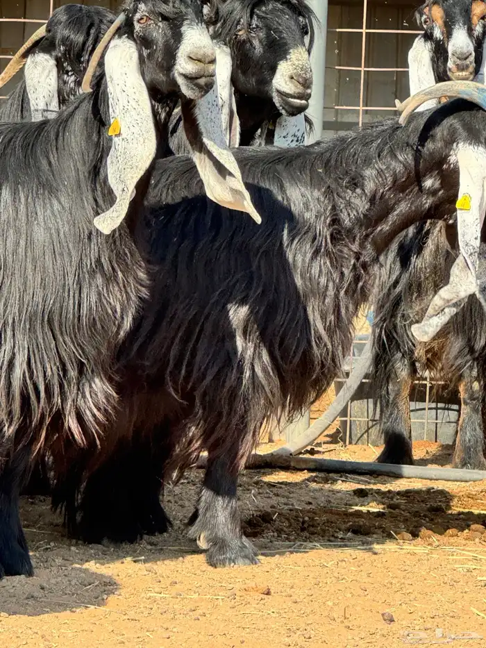 ماعز عوارض صنف الصنف تبارك الرحمن 2