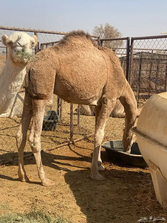 للبيع قعود خوار 0