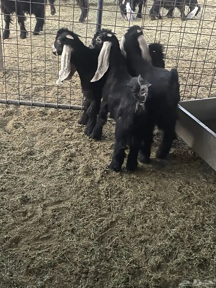 للبيع تيوس وجفار فل شحم 1