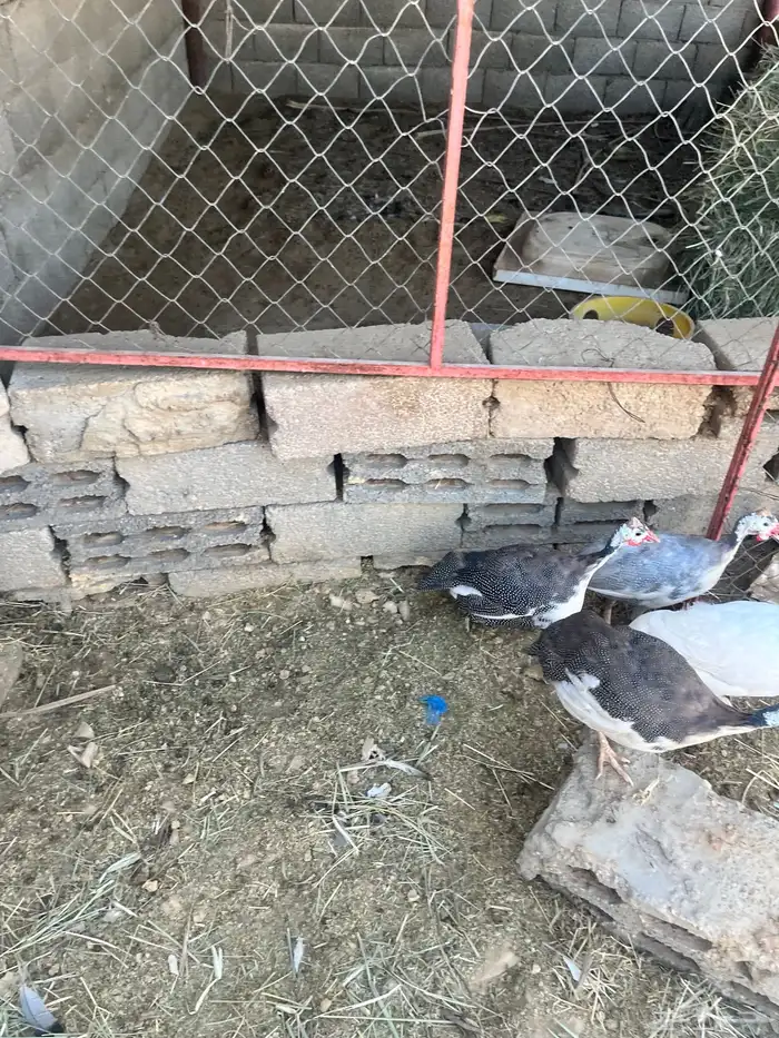 دجاج طقم حبشي تم البيع 8