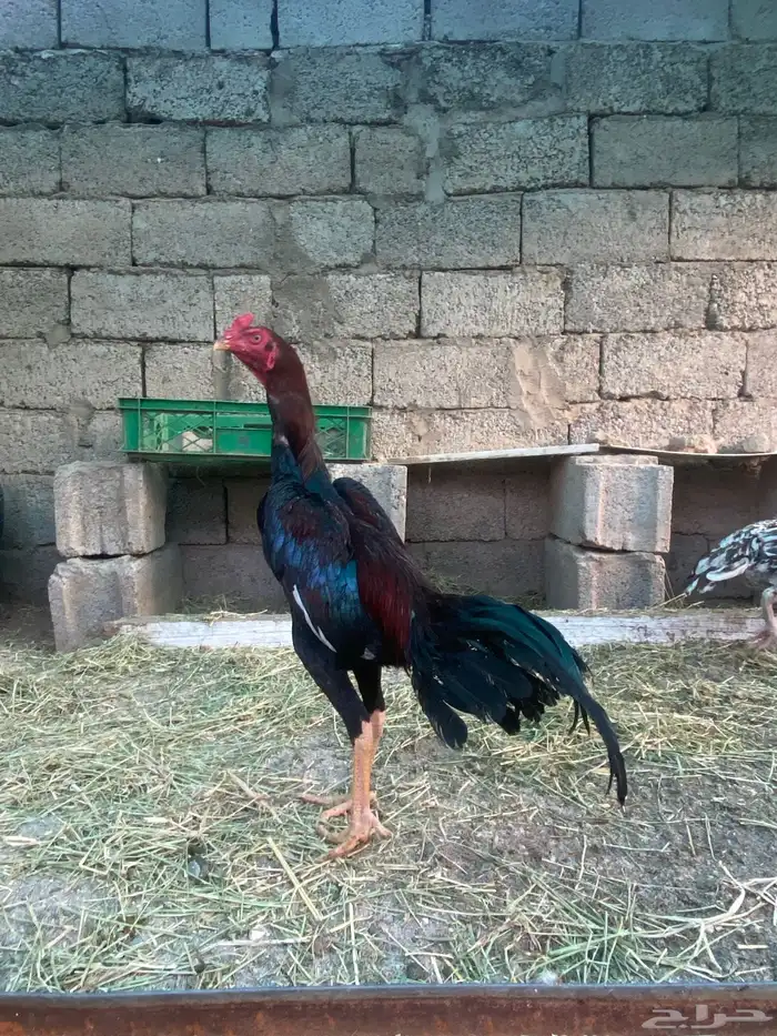 دجاج سندي صافي 4