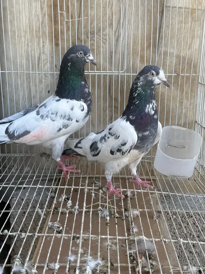 حمام باكستاني 1