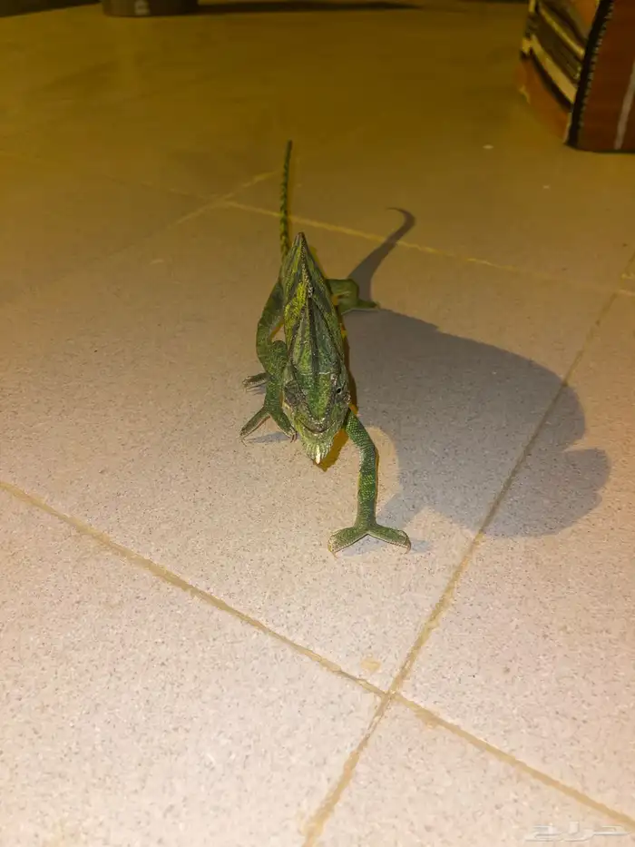 حرباء كبيره للبيع 0