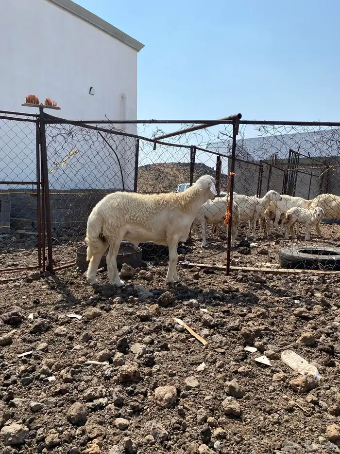 محايل عسير مشروع فحل حري 0