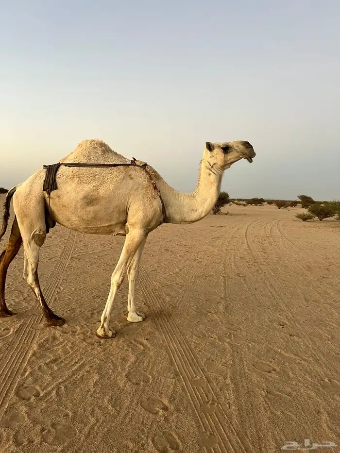 عرض اليوم ناقه ضروب 1