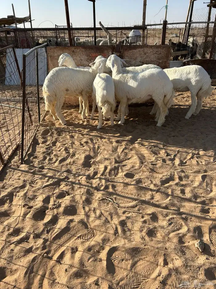 رخال صنف تم البيع 6