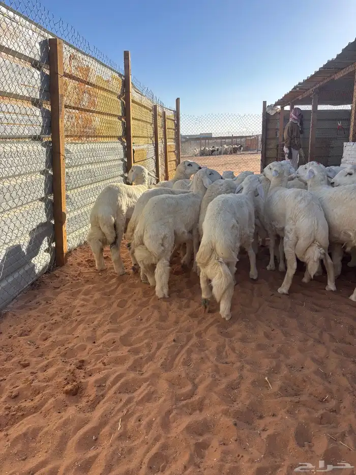 ذبايح نعيمي ذبائح حري سواكني مرابي 4