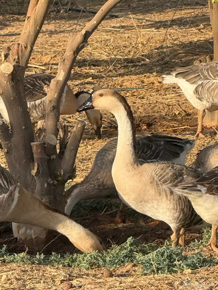 وز عراقي (توصيل مجاني داخل البكيريه) 6