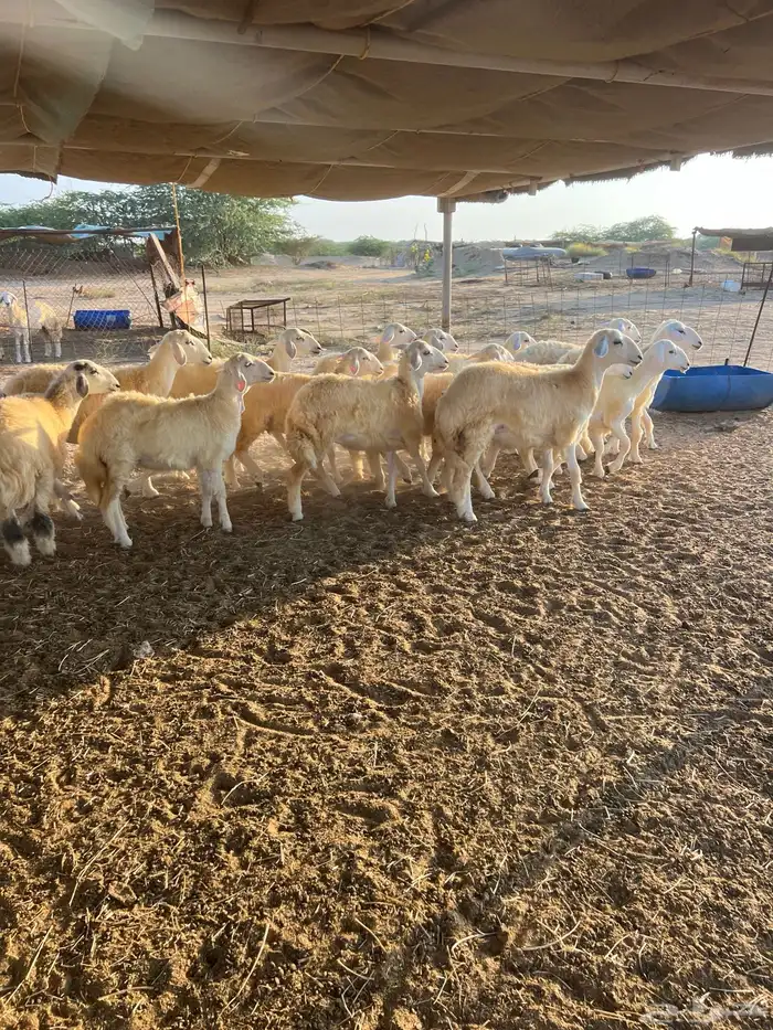 رخال حريات مقاني 1
